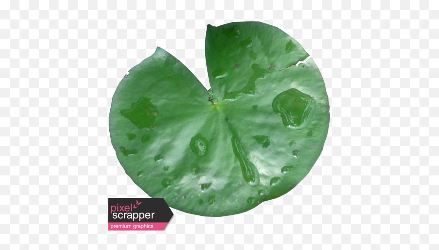 Lily Pad 01 Graphic - Real Lily Pad Png,Lily Pad Png