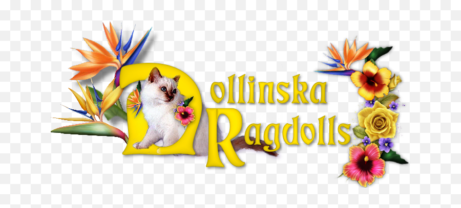 Ragdoll Kittens Naples Florida Png Logos
