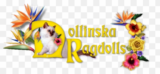 Ragdoll Kittens Naples Florida Png Logos