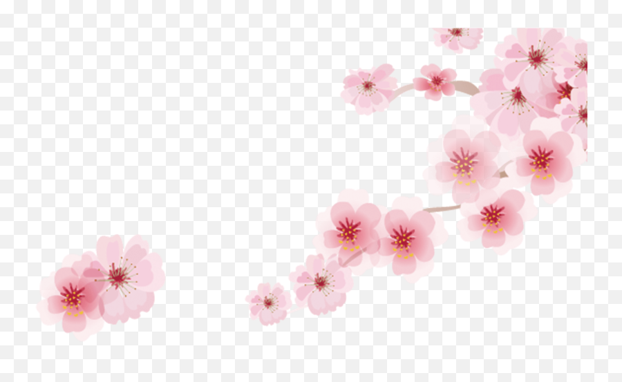 Cherry Blossom Png Image With No - Japanese Cherry Blossom Cartoon Png,Japanese Cherry Blossom Png