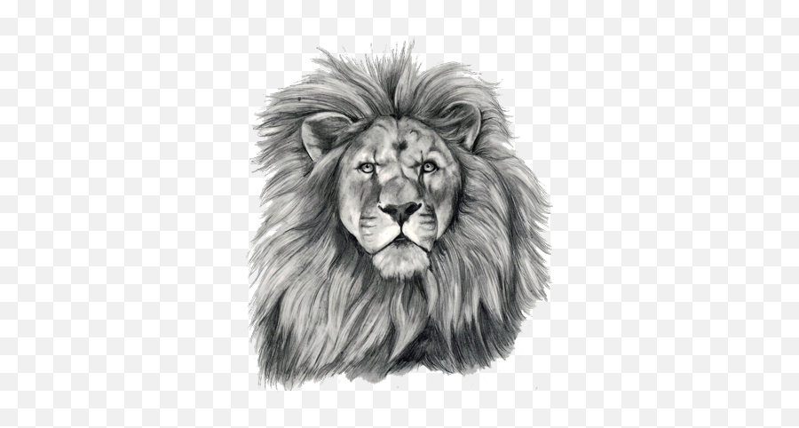Lion Tattoo Png Transparent Free Images - Bible The Lion Of Judah,Lion Transparent