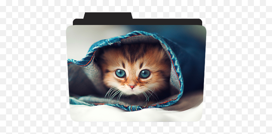 Creative Folders - Cats At The Vet Very Sik Png,Toy Story Folder Icon