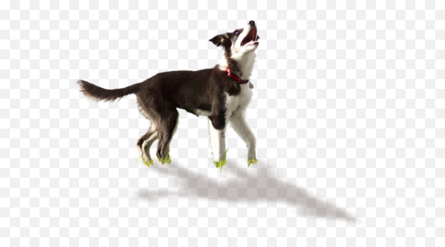 Science Diet - Youthful Vitality For Your 7 Dog Hillu0027s Pet Dog Jump Png,Dog Png Transparent