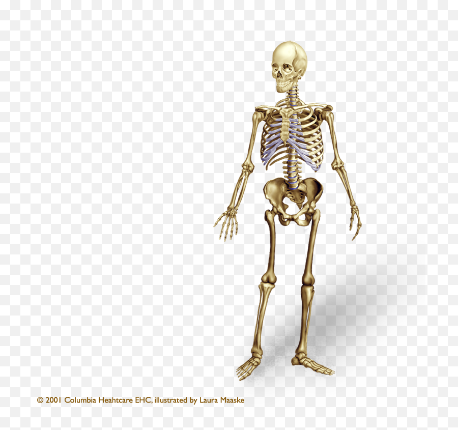 Human Bone Png Bones