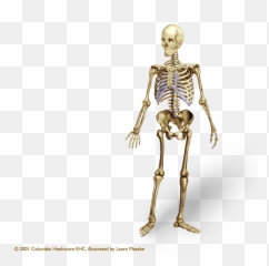 Human Bone Png