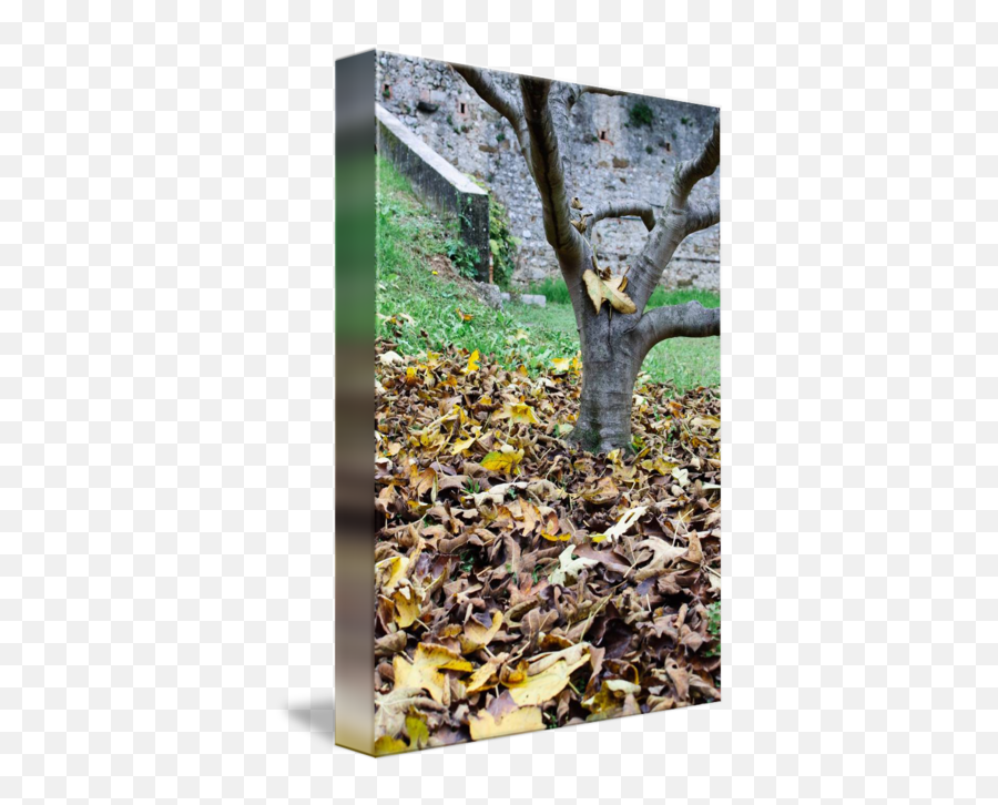 Dead Leaves By Matteo Cozzi - Family Png,Dead Grass Png