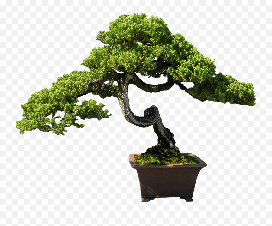 Download Bonsai Clipart Old Tree - Bonsai Steps Pine Juniper Transparent Bonsai Tree Png,Juniper Png