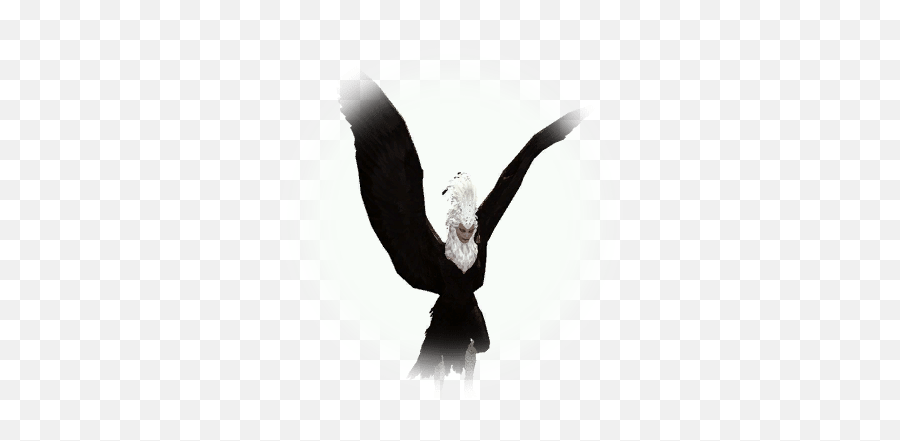 Black Harpy Elite - Bdo Codex Bdo Harpy Png,Elite Dangerous Icon