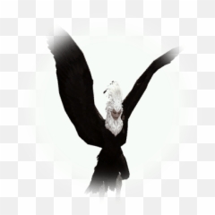 Black Harpy Elite - BDO Codex Bdo png
