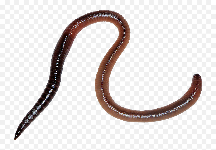 Download Worm Png - Worm Png,Worm Png