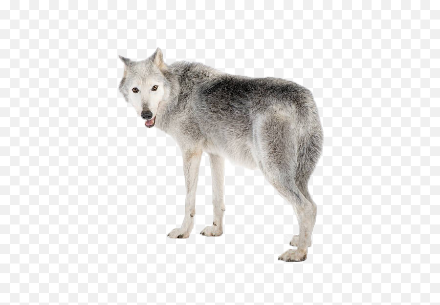 Wolf Png Picture - Wolf In A White Background,Wolf Png