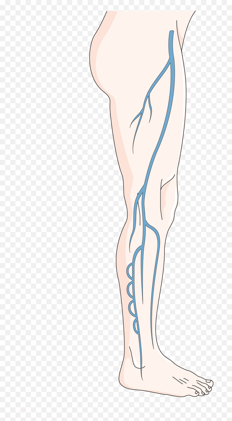 Deep Venous System - Illustration Png,Vein Png