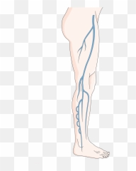 Deep Venous System - Illustration Png,Vein Png