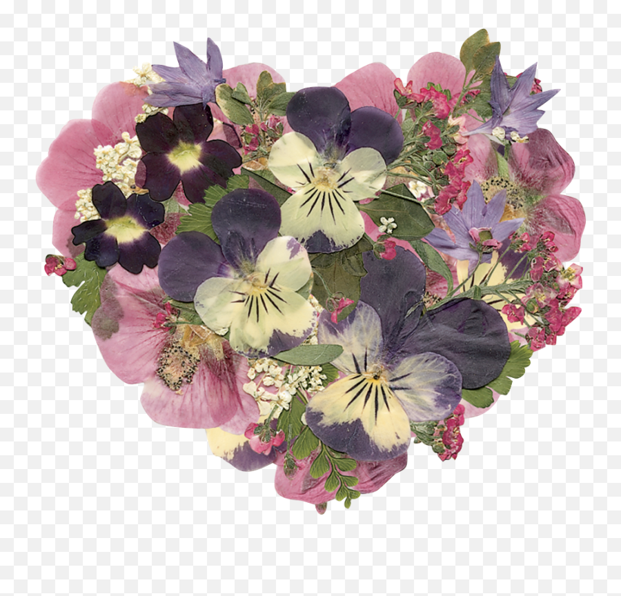 The Art Of Real Pressed Flowers Creative Graphics Floral Gifts - Wishes Happy Birthday Sandra Png,Real Flowers Png
