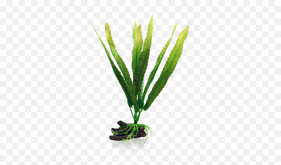 Bettacare Betta Plant Java Fern - Java Fern Aquarium Plastic Java Fern Plant Png,Fern Png