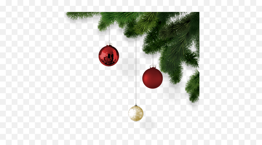 Cork Christmas Trees Real Ireland - Decoration Christmas Png,Christmas Tree Transparent