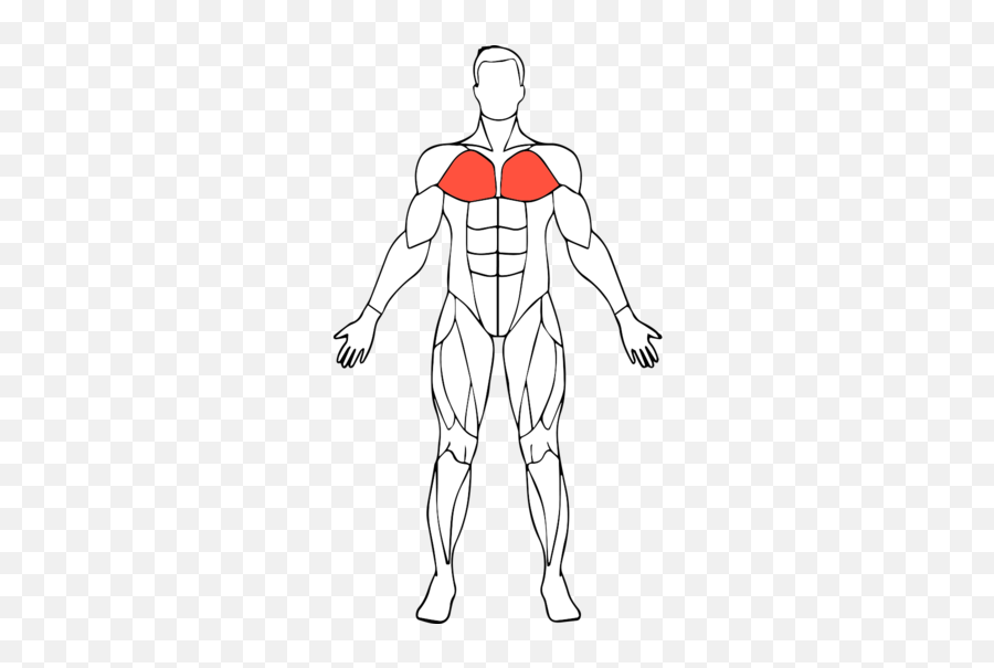 Biceps Drawing Male Arm Muscle - Illustration Png,Muscle Arm Png