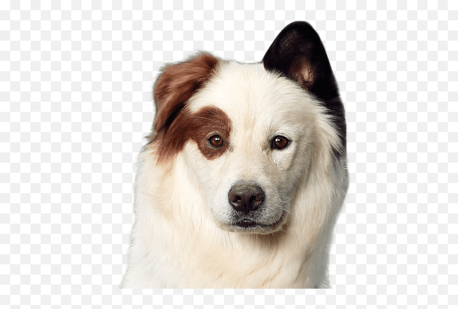 Dog Head Png 2 Image - Avery Dog With A Blog Stan,Dog Head Png