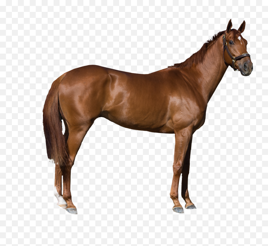 Horse Stock Photography Royalty - Free Horse Png Download Royalty Free Horse,Png Stock