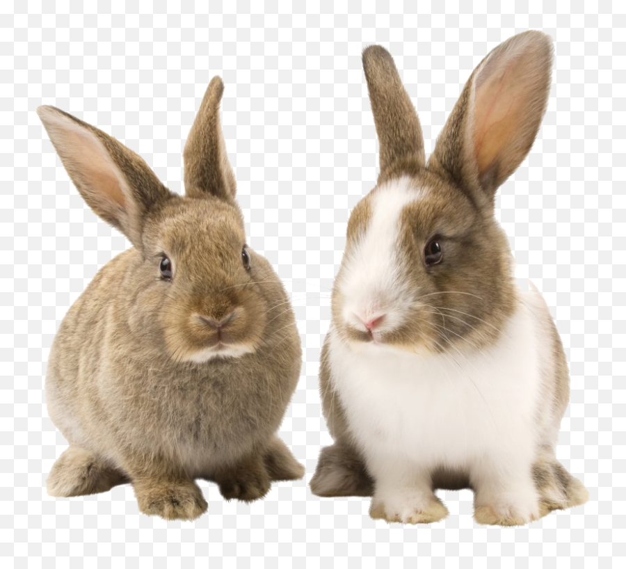 Rabbit Bunny Png Picture - Rabbit Png,Rabbit Png