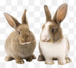 Rabbit Bunny Png Picture - Rabbit Png,Rabbit Png
