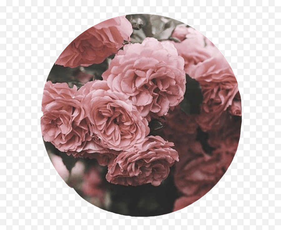 Aesthetic Roses Tumblr Overlay Circle Cute Pink Interes - Aesthetic Cute Circle Backgrounds Png,Flower Overlay Png