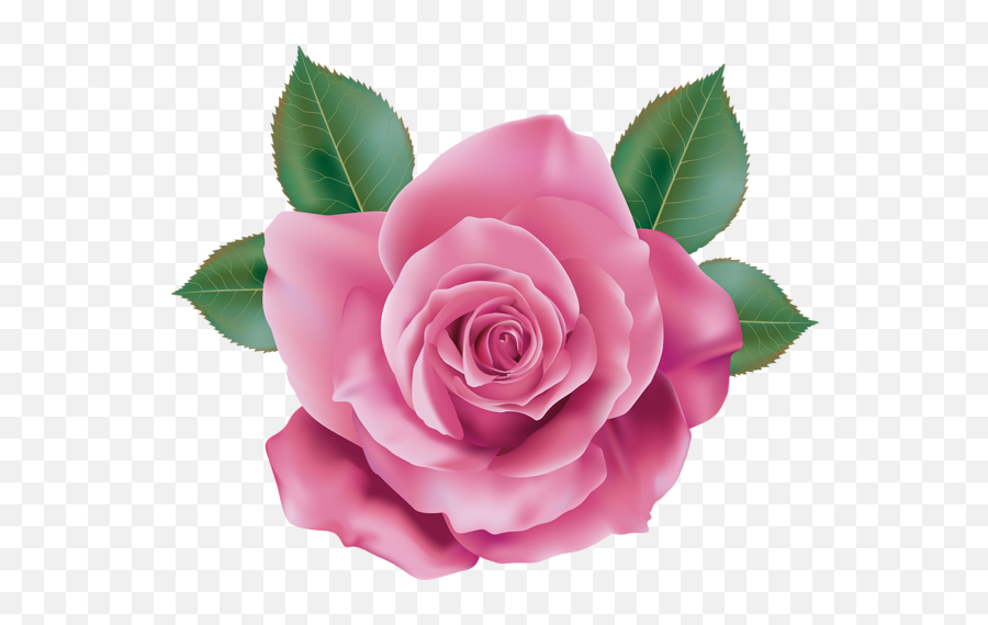 Pink Rose Transparent Png Clip Art - Pink Rose Transparent,Pink Roses Png
