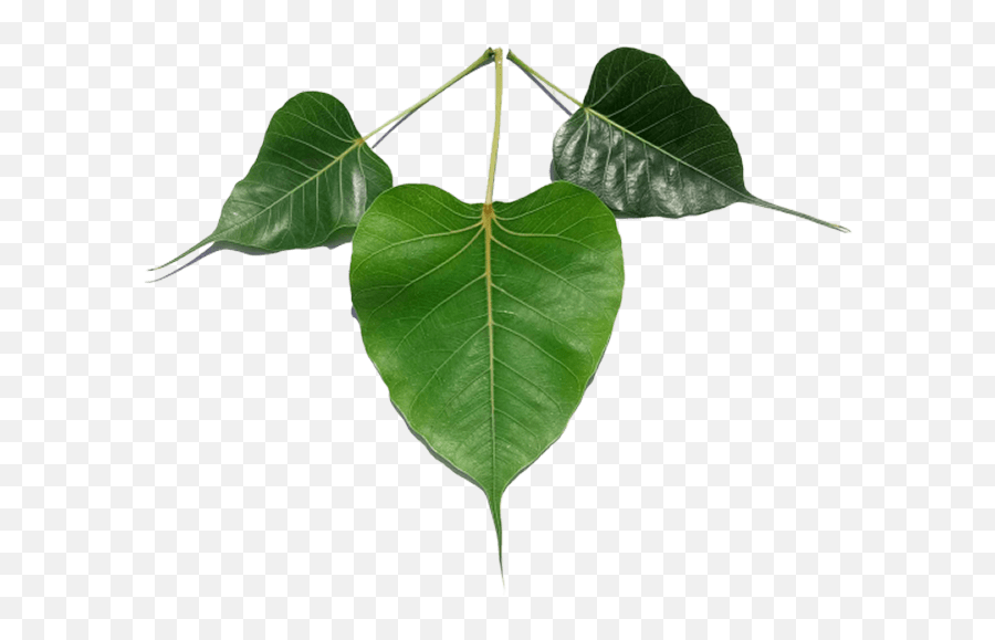Tulsi Leaf 1000 Free Download Vector Image Png Psd Files - Transparent Pipal Leaf Png,Green Leaves Png