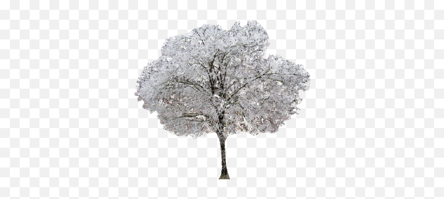 Png Winter Dogwood Tree - Oak,Dogwood Png