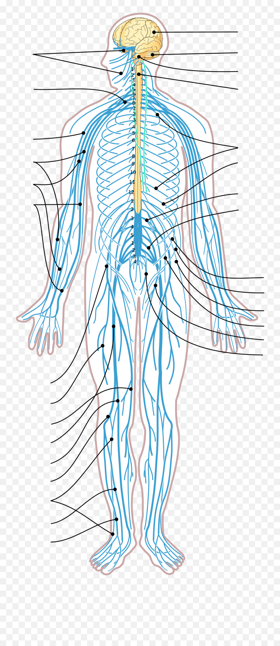Nervous System Diagram Arrows - Nervous System Vector Png,Nervous System Png