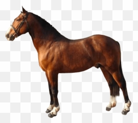 Brown Race Horse Transparent Image - Hunters Light Stallion Png,Horse Transparent
