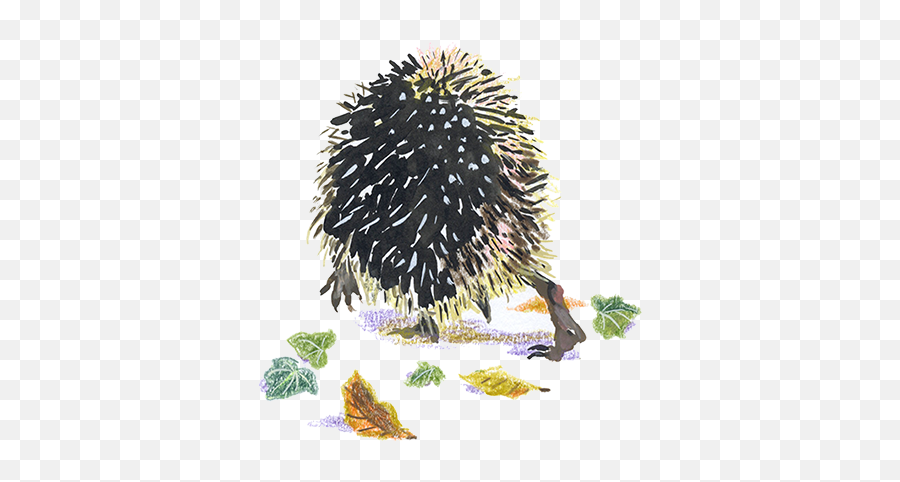 Hedgehog - Porcupine Png,Porcupine Png