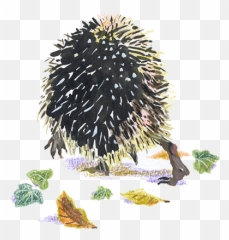 Hedgehog - Porcupine Png,Porcupine Png