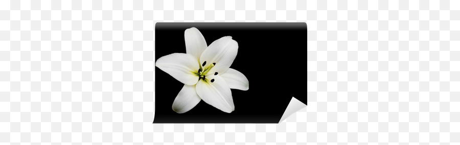 White Lily Wall Mural U2022 Pixers - We Live To Change Lily Png,White Lily Png