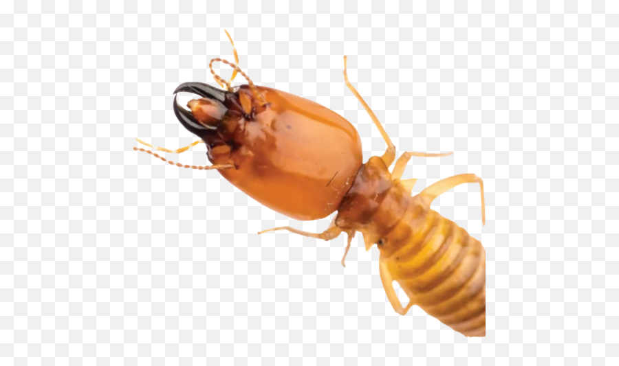 Termites - Termites Png,Termite Png