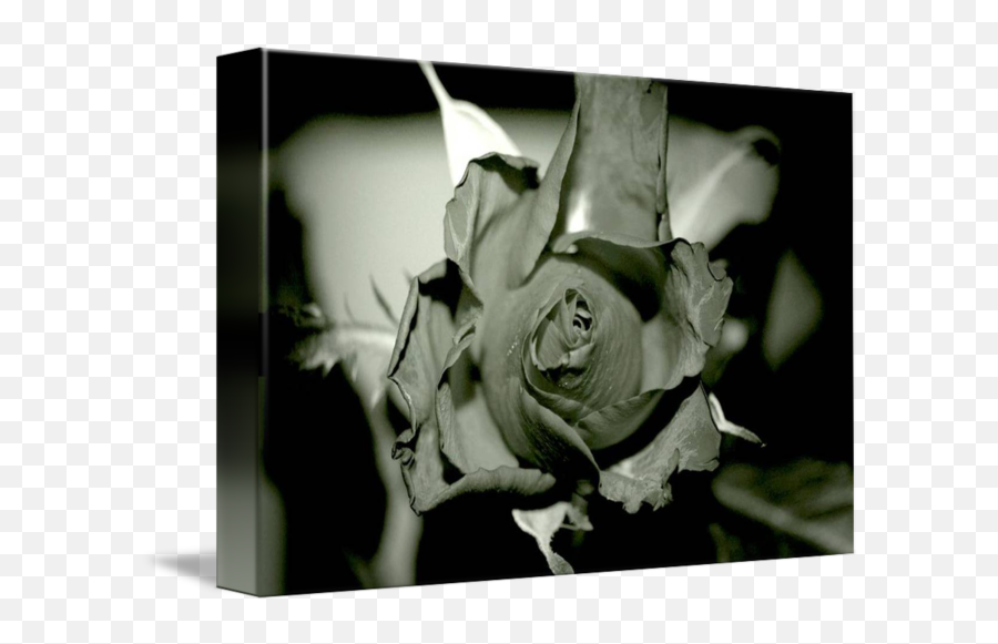 Black Rose By - Lovely Png,Black Roses Png