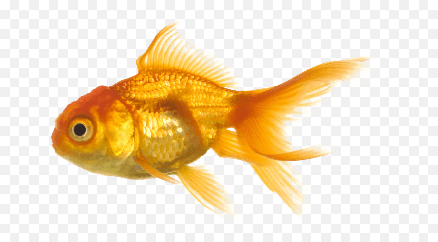 Crown Banner Library Png Files - Fish Transparent Background,Goldfish Transparent
