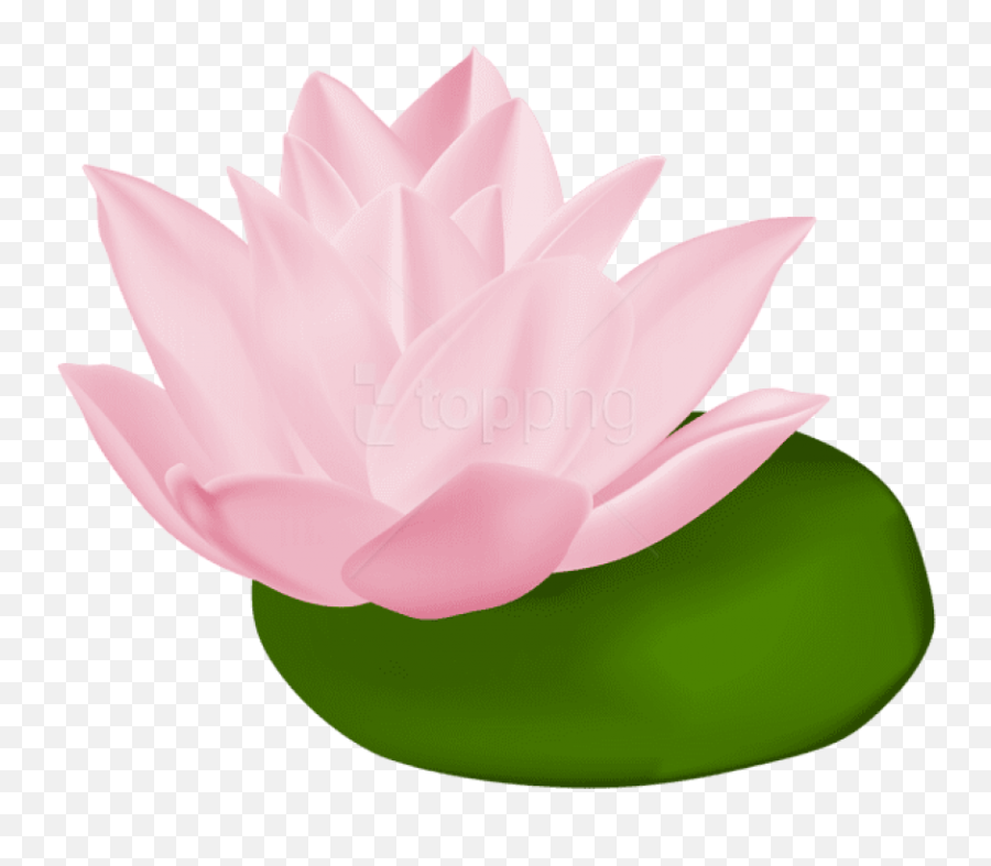 Vector Stock Lily Pad Flower Clipart - Clipart Transparent Png Lily Pad Flower,Lily Pad Png