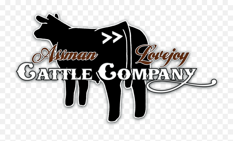 Home - Lovejoy Cattle Company Angus Cattle Simmental Cattle Language Png,Cattle Brand Logo