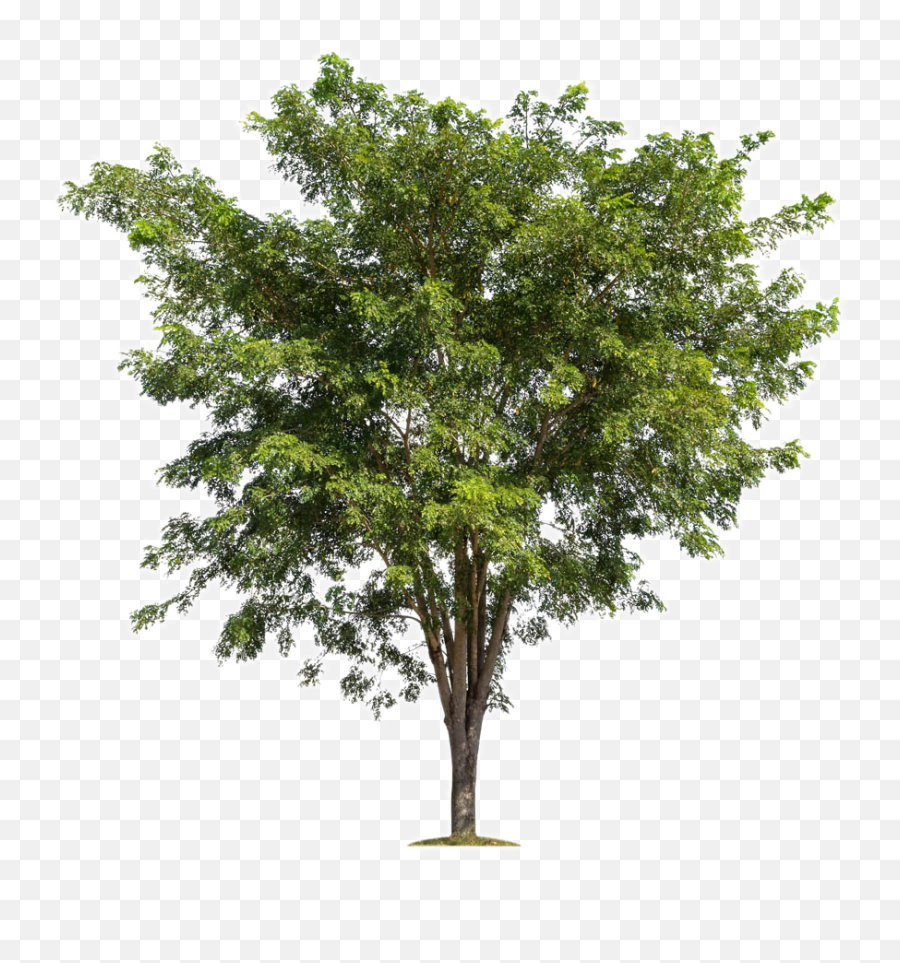 Download Lush Trees Tree Forest Branch - Transparent Background Tree Png,Transparent Forest