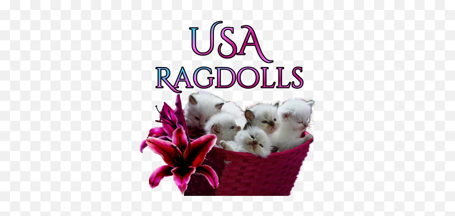 Doll Face Ragdoll Kittens For Sale Texas - Soft Png,Ragdoll Logos