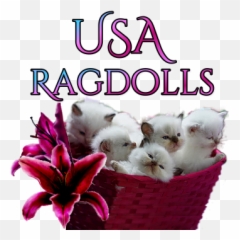 Doll Face Ragdoll Kittens For Sale Texas - Soft Png,Ragdoll Logos