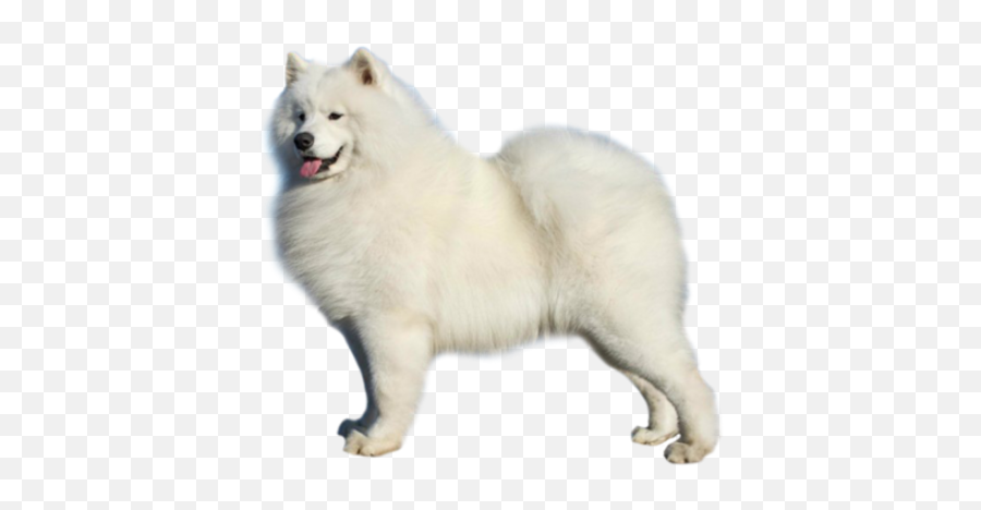 Png Of Dog 8 Transparent Image For Free Download Starpng - Samoyed Dog Png,Dog Png Transparent