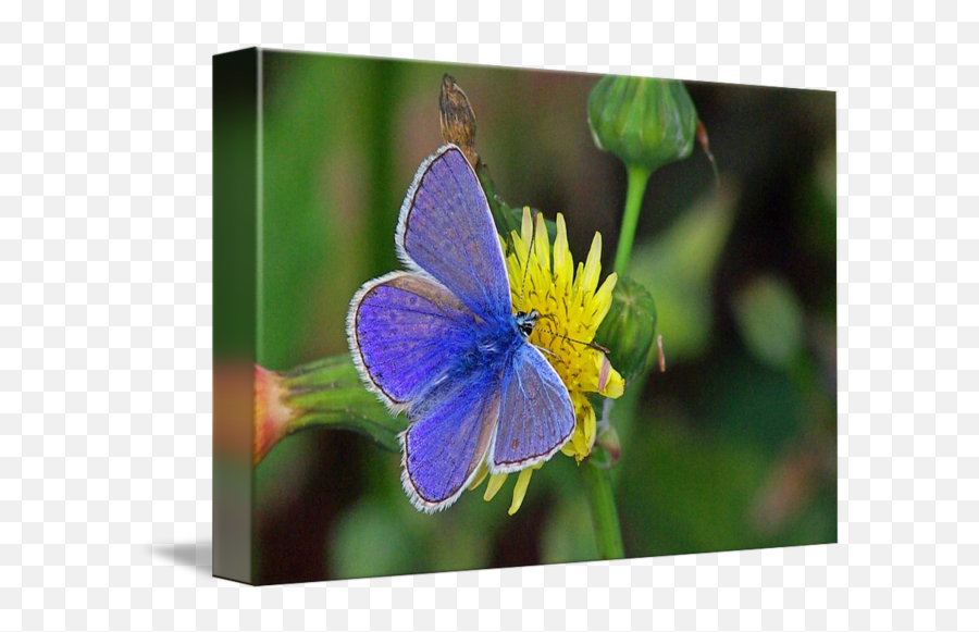 Silver Studded Blue Butterfly Plebjus Argus By Gordon Longmead Png Butterflies