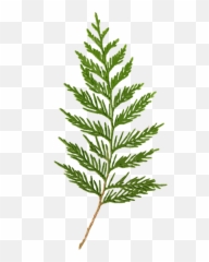 Cedar Clipart - Art Branch png