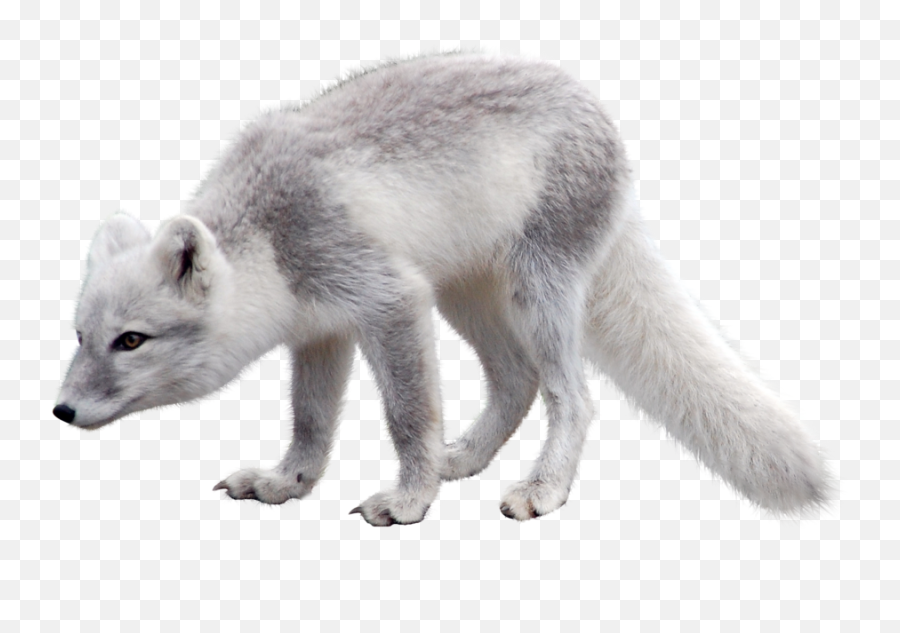 Download Arctic Snow Fox Png Image For Free - Arctic Fox Png,Transparent Snow
