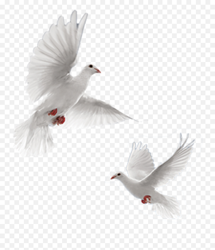 Rock Dove Columbidae 54 Cards Doves As - Flying Doves And Hands Png,Dove Transparent