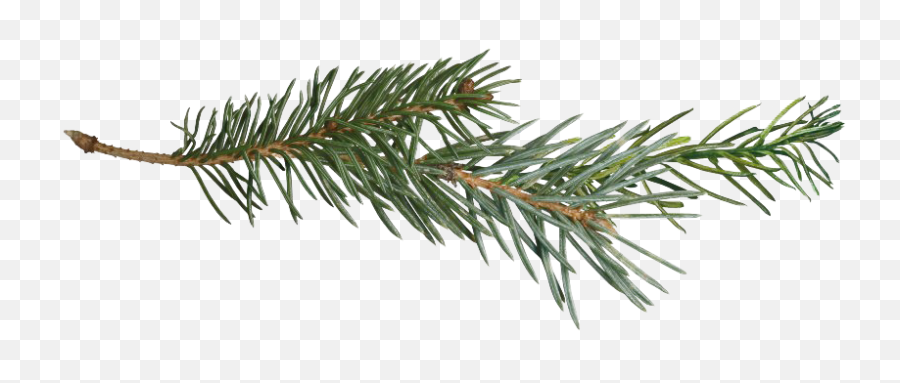 Pine Branch Transparent Png - Pine Tree Branches Png,Tree Branch Transparent Background