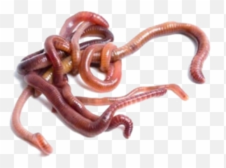 Worms Png Images Transparent Background