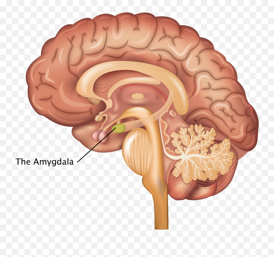 Angry Vein Png - Córtex Pré Frontal Ventromedial,Vein Png